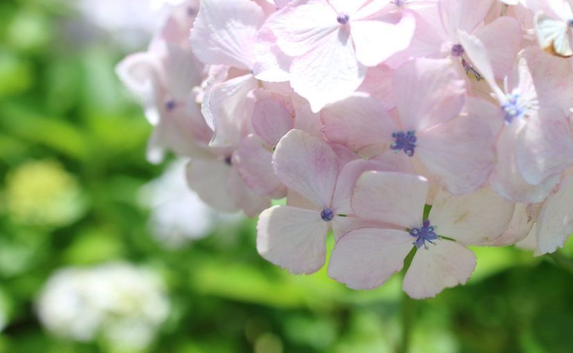 鎌倉 長谷寺の紫陽花