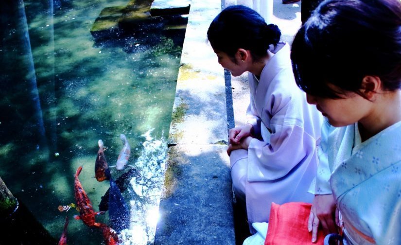 鹿島神宮 御手洗の池の鯉