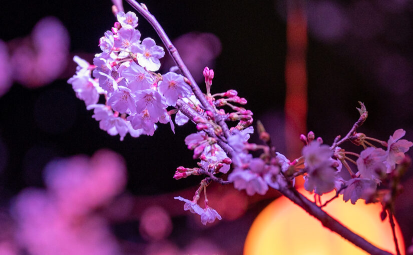 かみす桜まつりで夜桜を見てきた話。