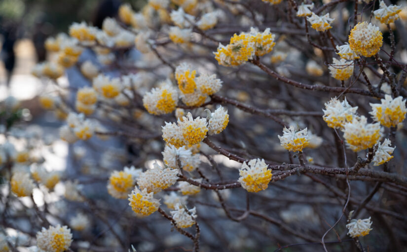 2026年3月のレッスンスケジュール